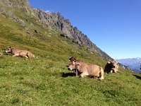 IMG 3451  ruminating