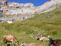 IMG 3452  and grazing