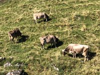 IMG 9994  kinda boney cows