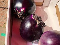IMG 9985  eggplants