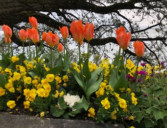 13-14 April 2019 Flowers Clarens and Montreux, Asso Vielle Ville, Garden and Sink Plumbing