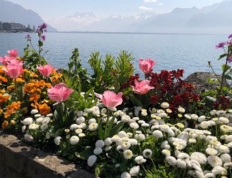 15 April 2019 Montreux Lake Shore Flowers