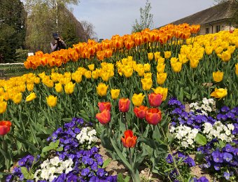 22 April 2019 Morges Tulip Festival