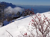 Rosehips in the snow