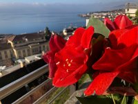 and examining Lilies in bloom...