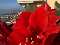 in the sun on the balcony