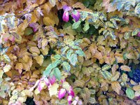 Trying to get back to commerative photos...