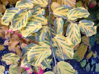 4 December - Montreux and Villeneuve