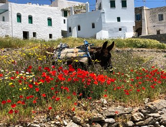 11 May Katapola to Chora