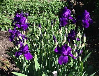 17 June 2019 Stillgerten