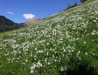 2 June 2019 Narcissus