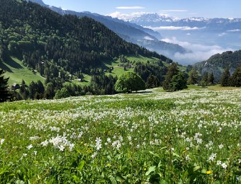 7 June 2019 Narcissus above Chamby and Chez Rickermanns