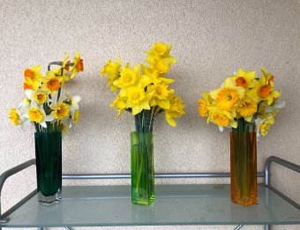 Daffodils