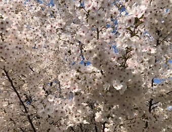 25 March Canadian Embassy and Search for History