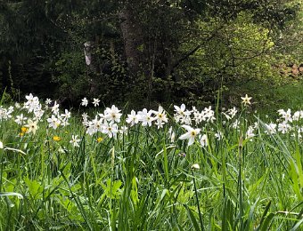 17 May Narcissus Hike to Les Avants