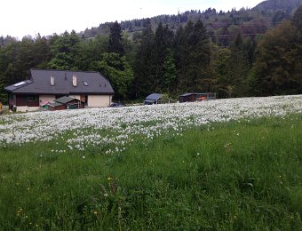 27 May Narcissus in the Vallon de Villard