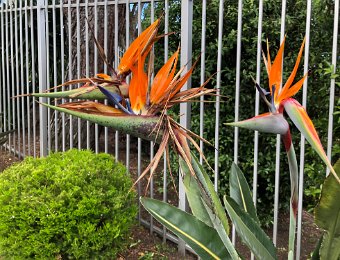 26 May in Marin County