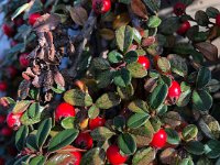 Cotoneaster fruit