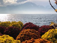 Mums and Le Grammont