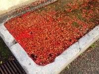 Cotoneaster fruits clogging the drain of the water trough in Pallens