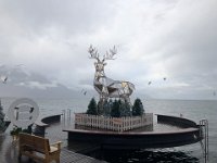 Reindeer