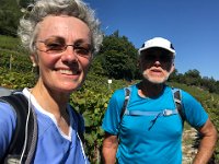 back into the vineyards