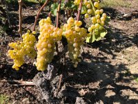 12 September Ovronnaz to Martigny