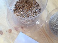 and the ancien wheats- spelt