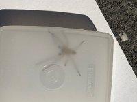 later Christine trapped this magnificent specimen in our apartment