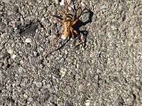 we got it identified as an invader from Italy