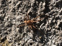 but I think it's beautiful