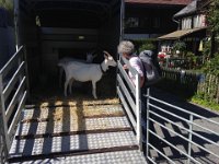 and some not-so-baby but still very curious goats