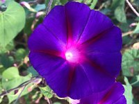 pre-heat morning walk