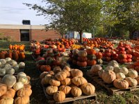 Christine went out for a quick walk while Vivi stayed with Liam and she discovered this pumpkin patch.
