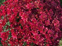 Mums are a big seasonal thing too