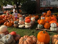 an plethora of cucurbits!