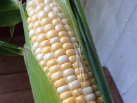 sweetcorn is a real treat!