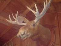 Can it Get anymore Adirondack?