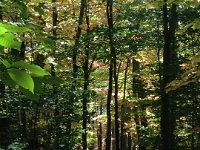 Eastern Hardwood forest