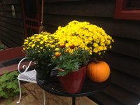 Mums and pumpkin