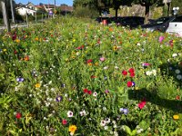 but were distracted by these flowers at the station.