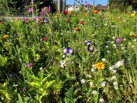 This is not a wild display!