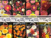 Possibly the seeds came from the Co-op