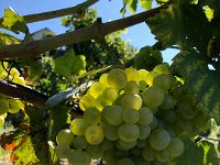 down through the vineyards