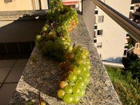 excess chasselas recuperated from the ground in Lavaux