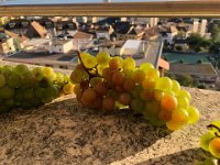 tasty but lots of seeds