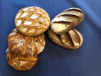 from heirloom varieties of triticum