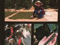 Then we learned about pepper