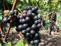 grapes below the end of the bisse