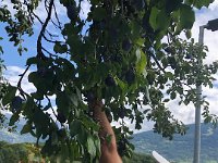 plums! A whole tree full of them!